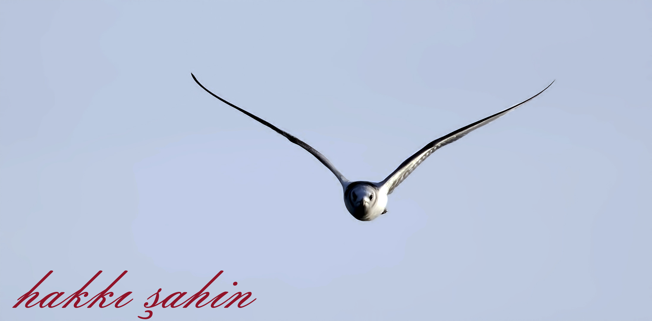 Black-legged Kittiwake